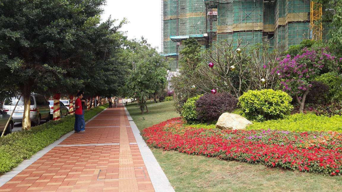 供應(yīng)深圳道路綠化、深圳道路綠化電話、深圳道路綠化公司