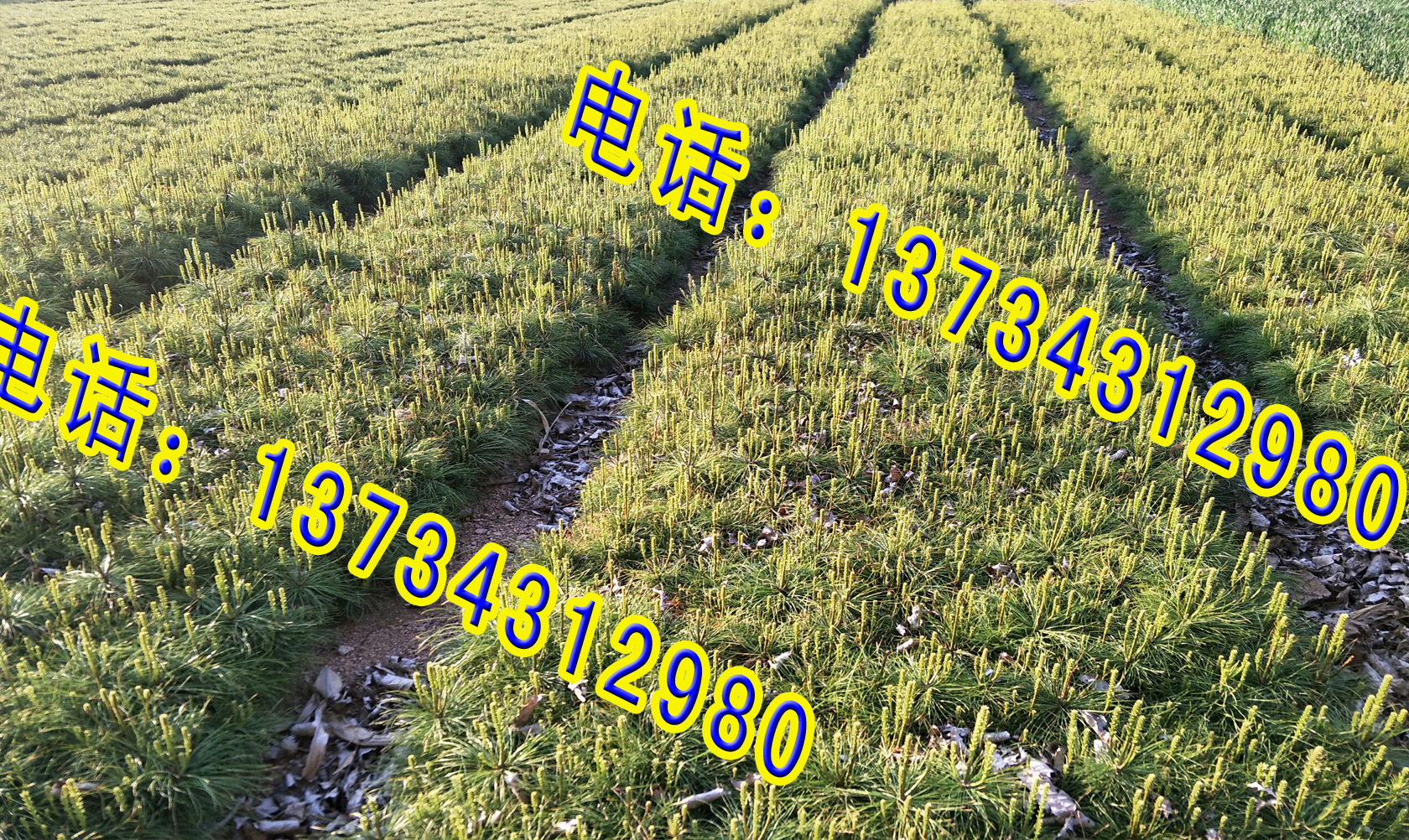 白皮松圖片