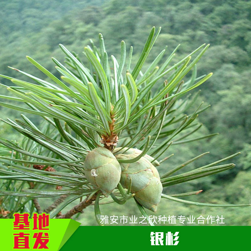 雅安业之欣种植基地直销国家珍稀植物正宗银杉树苗银杉苗图片