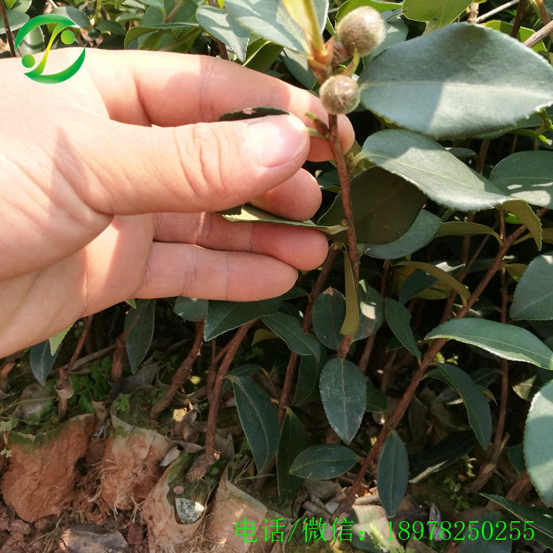 优质油茶苗茶籽油苗嫁接苗基地直销图片