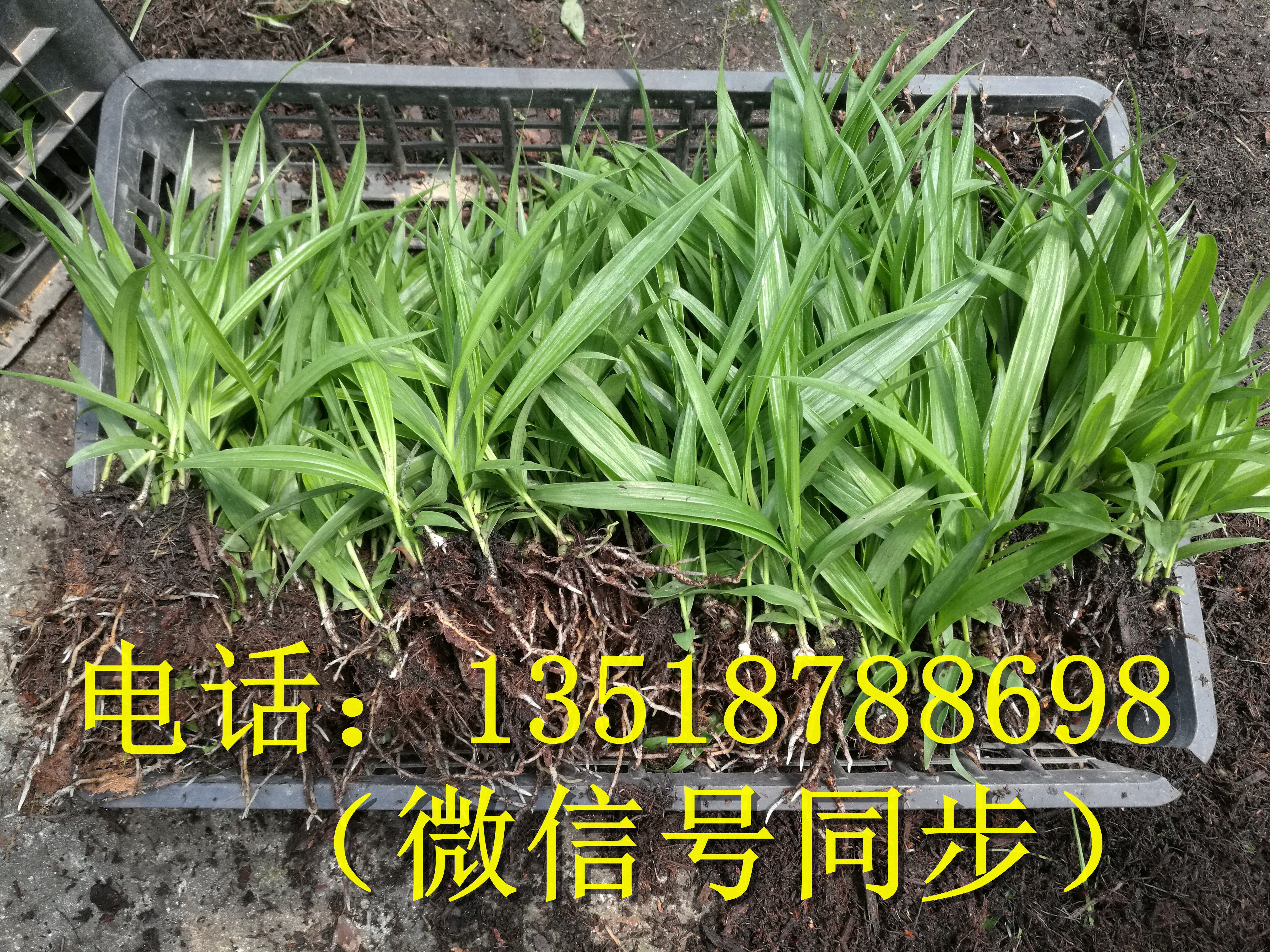 紫花三叉白芨種苗_紫花三叉白芨種苗批發(fā)_紫花三叉白芨種苗價(jià)格