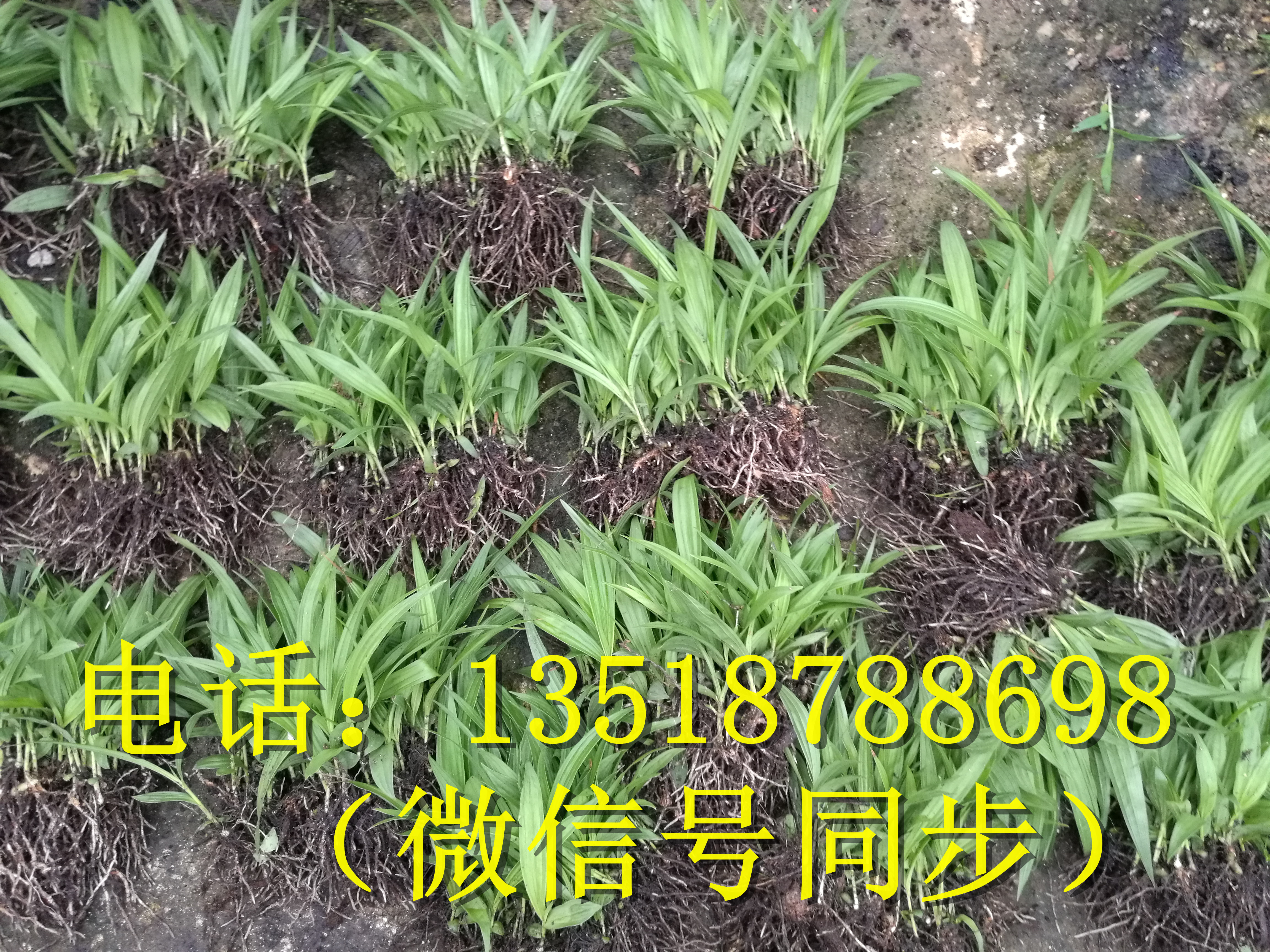 白芨组培苗\白芨组培苗培育技术\白芨组培苗方法图片