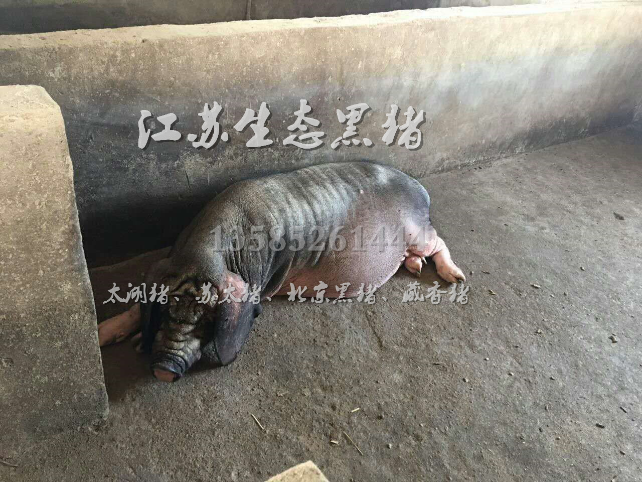 太湖黑豬價(jià)格圖片/太湖黑豬價(jià)格樣板圖 (4)