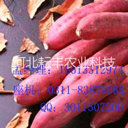 紅薯圖片/紅薯樣板圖 (1)