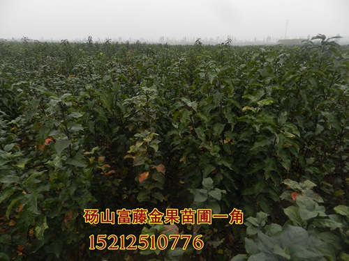 富藤一號(hào)樹(shù)苗圖片圖片/富藤一號(hào)樹(shù)苗圖片樣板圖 (1)