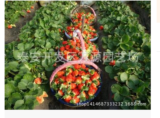 山東四季草莓苗 四季草莓苗 草莓苗直銷 草莓苗廠家 草莓苗批發(fā) 草莓苗廠家電話 草莓苗生產(chǎn)廠家