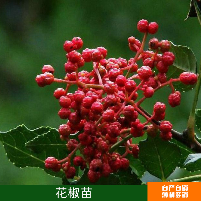 花椒苗出售圖片/花椒苗出售樣板圖 (4)