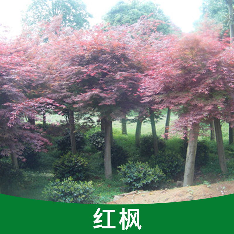 紅楓圖片/紅楓樣板圖 (3)