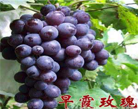 葡萄圖片/葡萄樣板圖 (3)