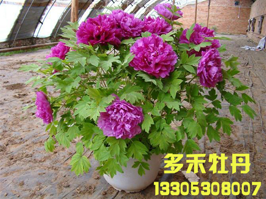 催花牡丹供應(yīng) 催花牡丹圖片圖片