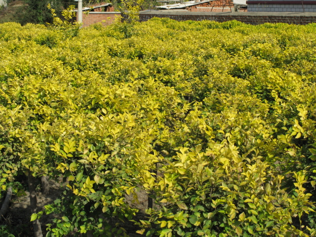 哈爾濱草坪銷售圖片/哈爾濱草坪銷售樣板圖 (4)