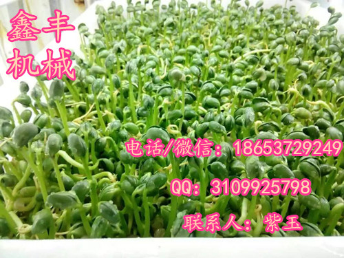 豆芽機(jī)家用圖片/豆芽機(jī)家用樣板圖 (1)