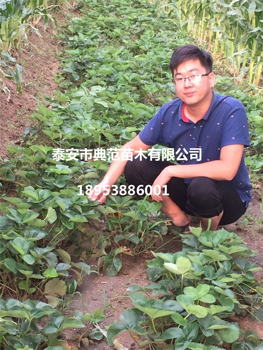 章姬草莓苗價(jià)格圖片/章姬草莓苗價(jià)格樣板圖 (3)