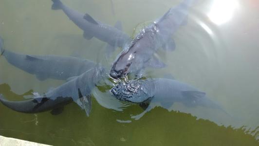 水產(chǎn)青魚圖片/水產(chǎn)青魚樣板圖 (3)