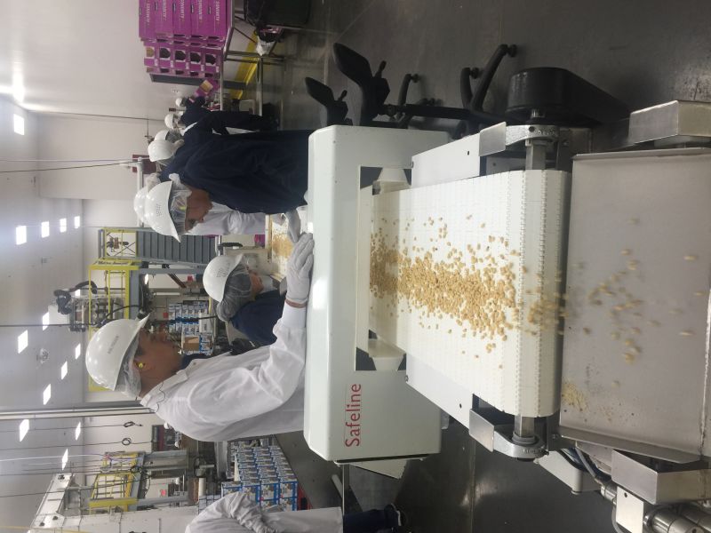 松子仁圖片/松子仁樣板圖 (3)