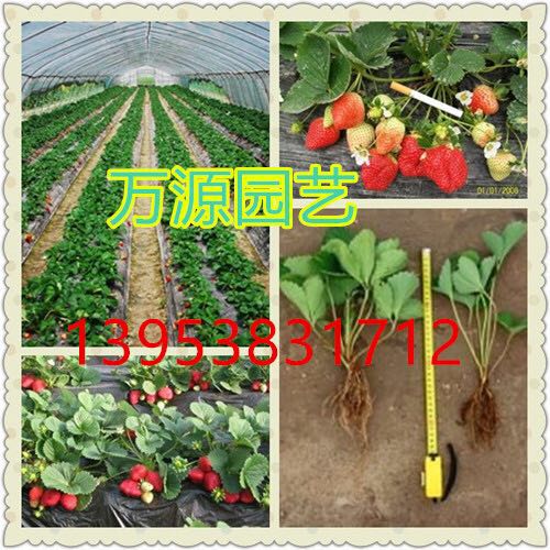 紅顏草莓苗圖片