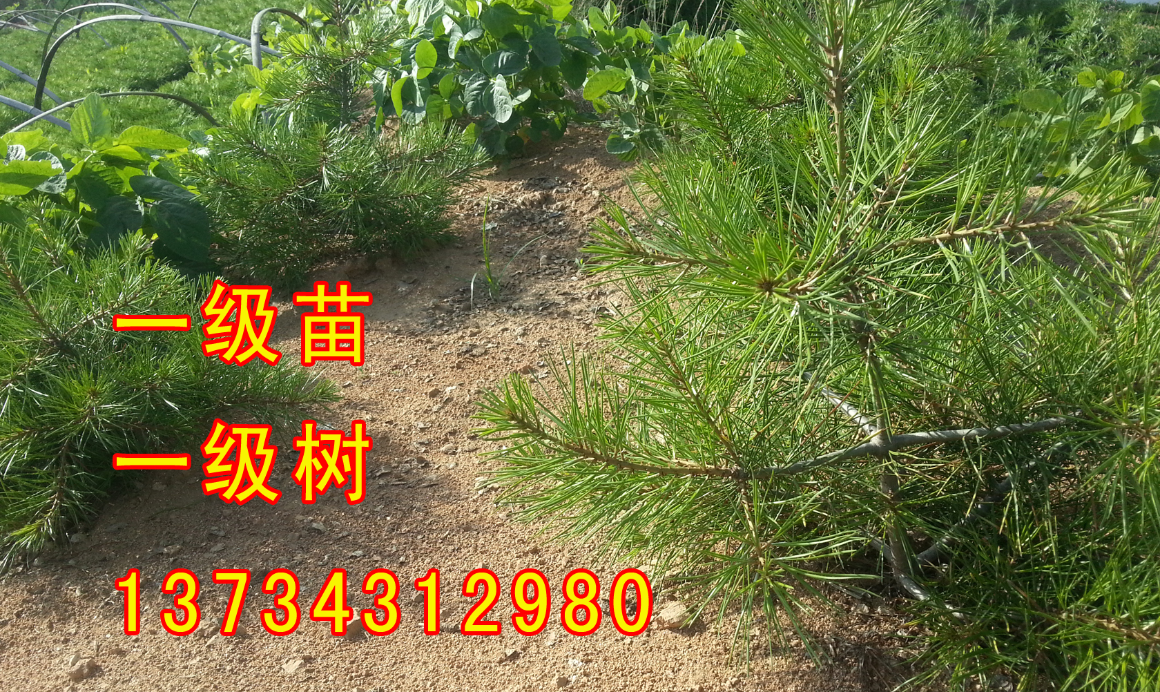 白皮松小苗圖片/白皮松小苗樣板圖 (1)