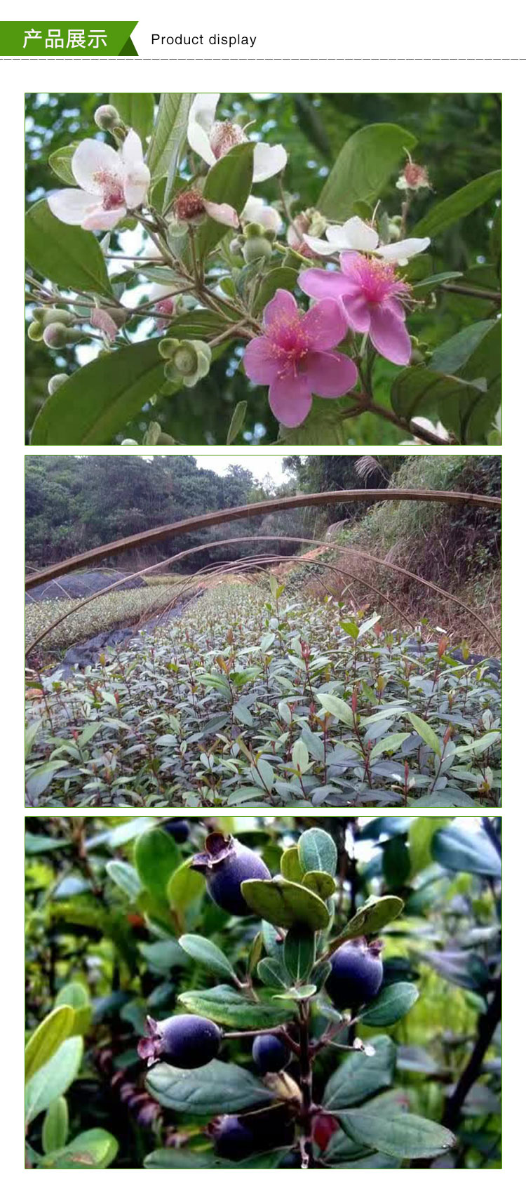 桃金娘苗多少錢(qián)圖片/桃金娘苗多少錢(qián)樣板圖 (3)