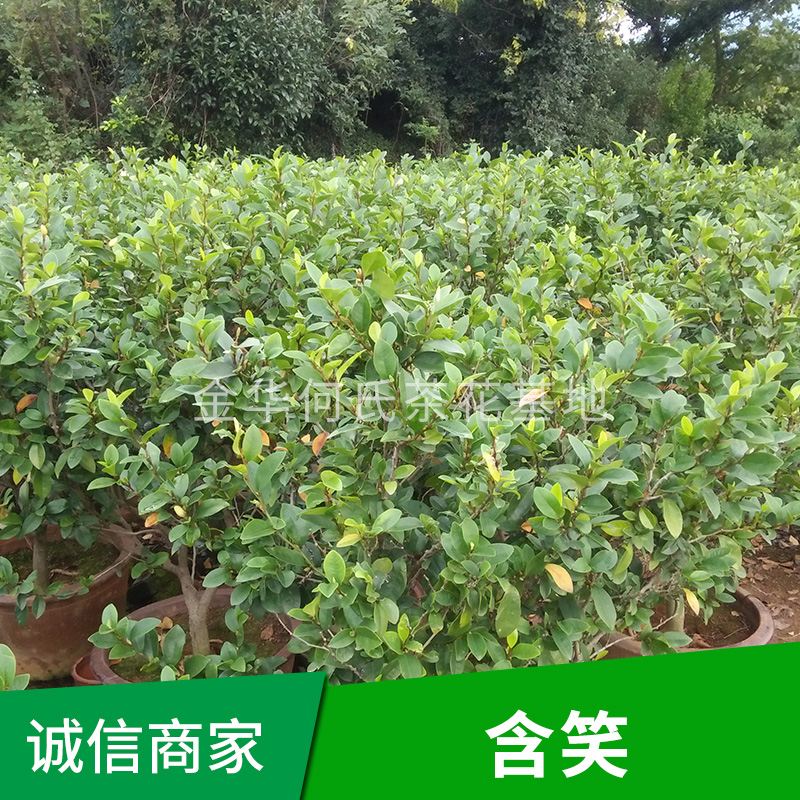 含笑樹圖片/含笑樹樣板圖 (4)