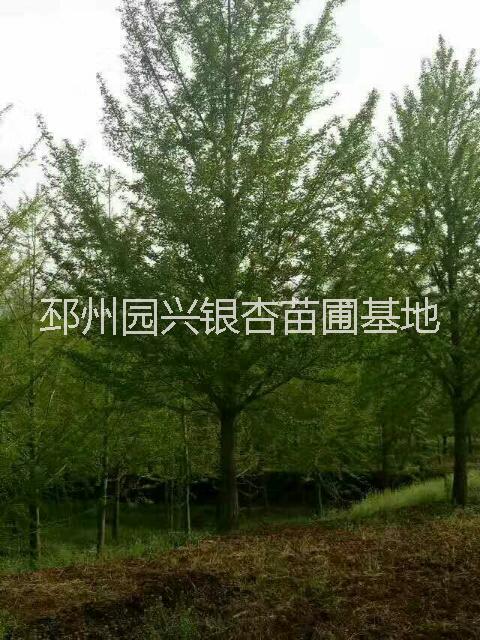 30公分銀杏樹 30公分銀杏樹價格 30銀杏價格 銀杏樹價格 30公分銀杏樹售價是多少 30公分銀杏樹供應(yīng)