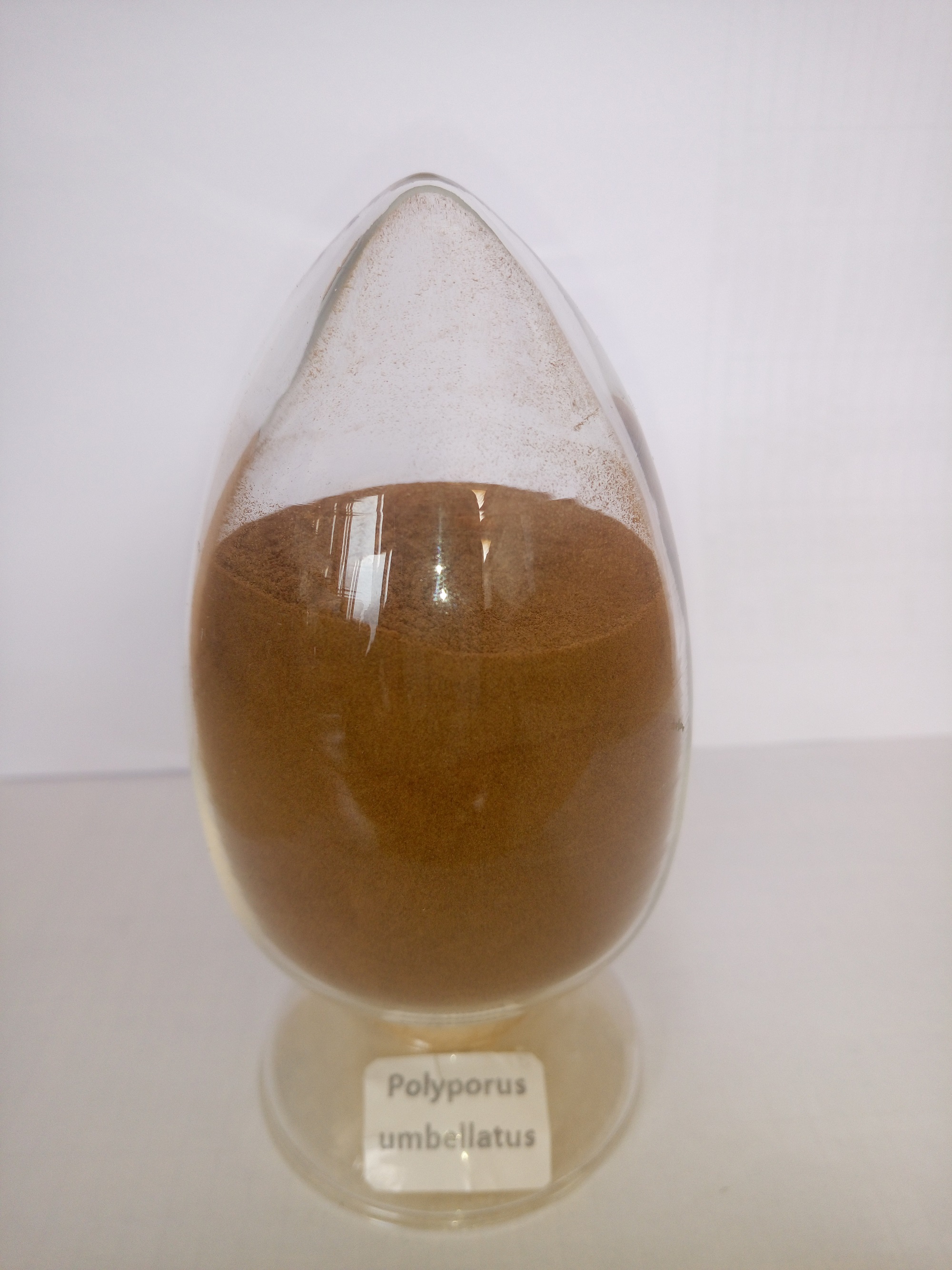 方格高品質(zhì)豬苓提取物圖片