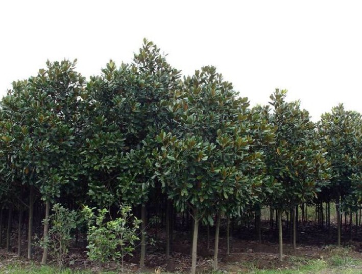 廣玉蘭 湖北廣玉蘭