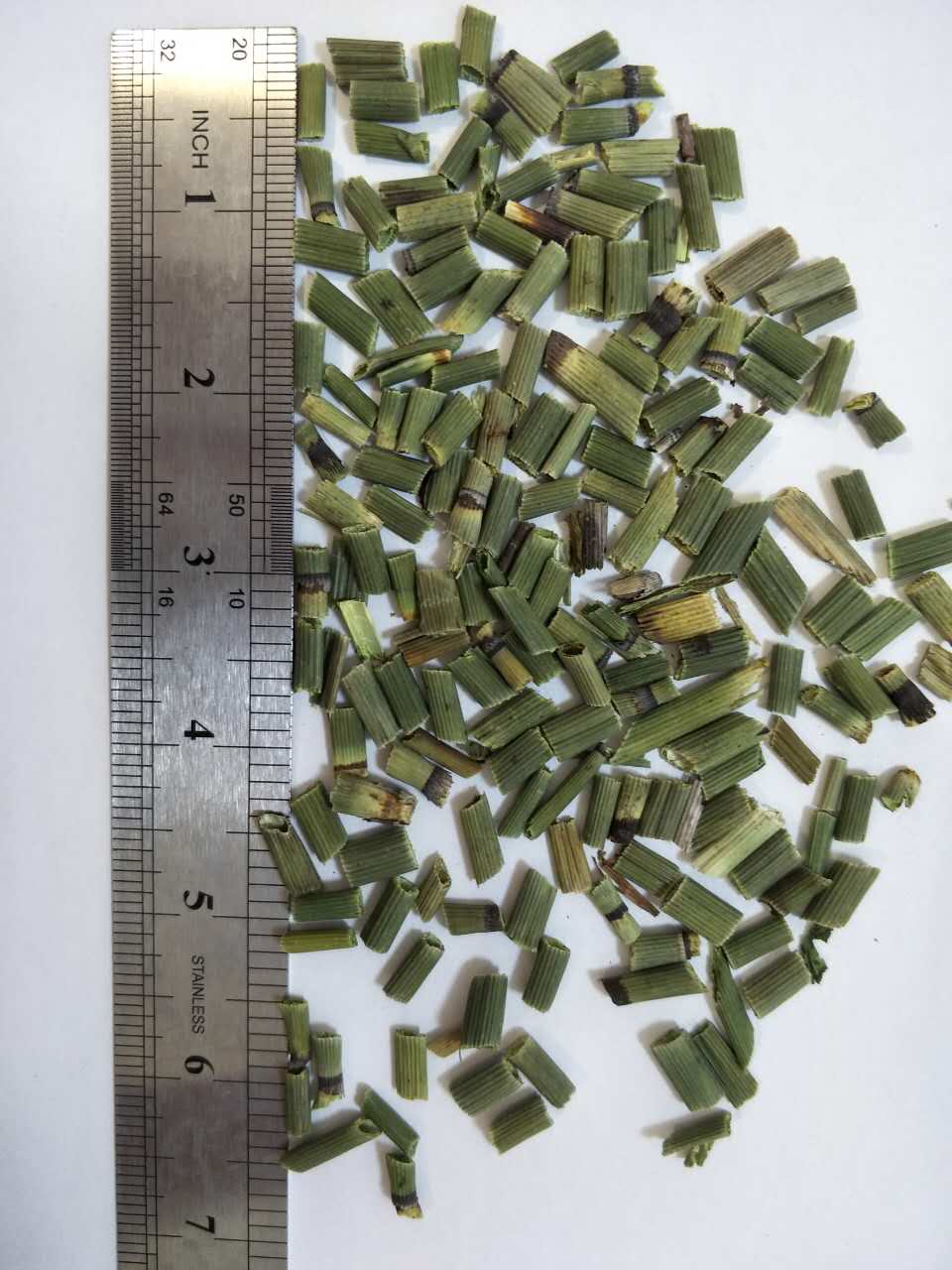 毫州市烏賊、毫州市烏賊供應(yīng)商、毫州市烏賊廠家