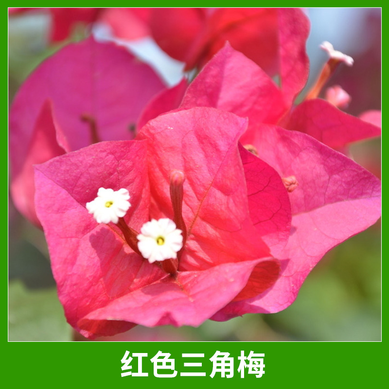 三角梅圖片/三角梅樣板圖 (4)