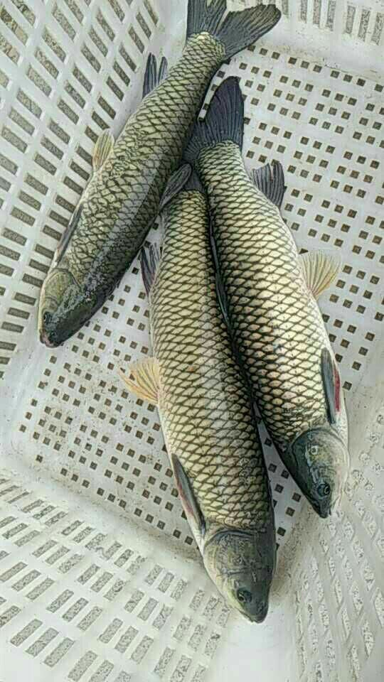 草魚苗圖片/草魚苗樣板圖 (3)