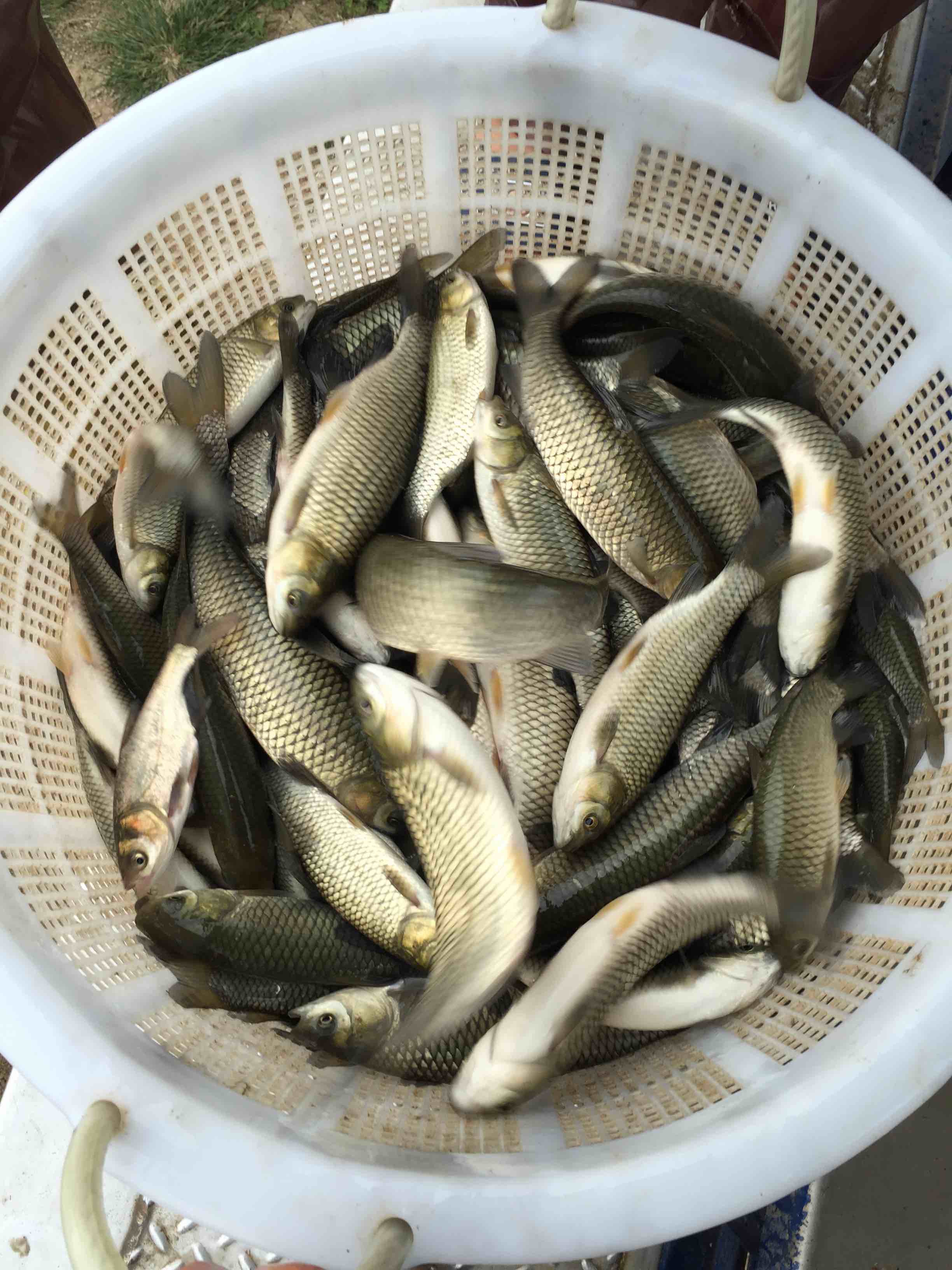 草魚苗圖片/草魚苗樣板圖 (2)