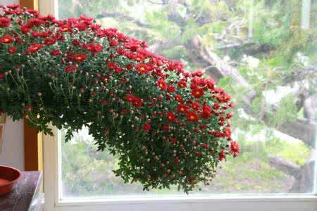 合肥花卉租賃設(shè)計 合肥花卉租賃設(shè)計，廠家，價格