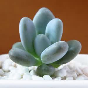 花卉租賃圖片/花卉租賃樣板圖 (4)