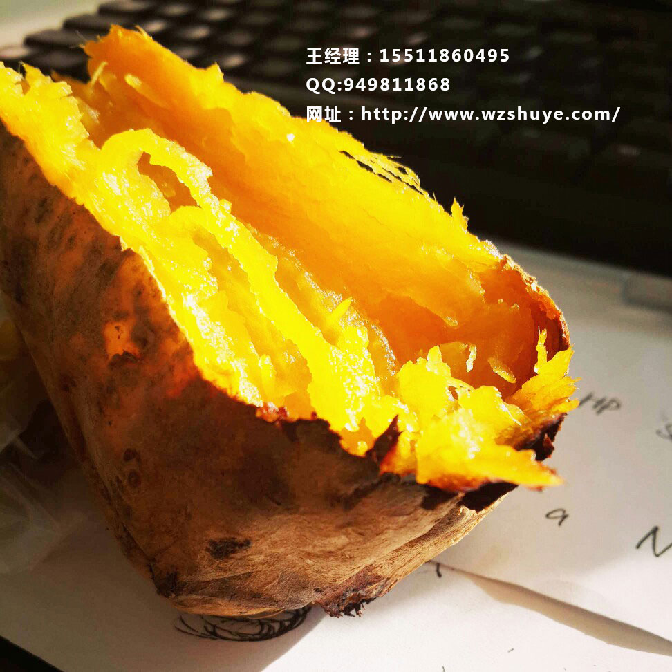 濟薯22紅薯圖片/濟薯22紅薯樣板圖 (2)