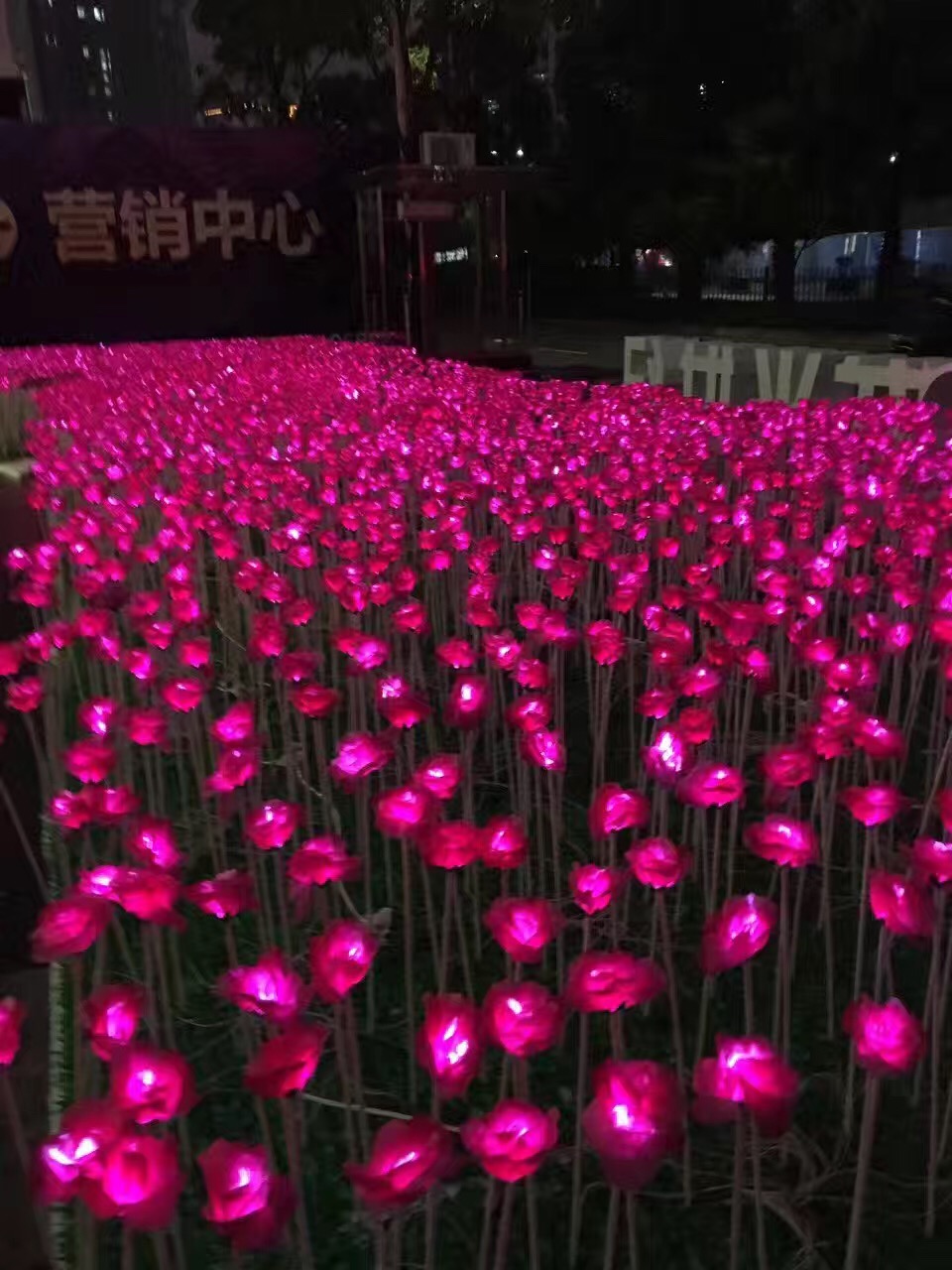 玫瑰花圖片/玫瑰花樣板圖 (4)