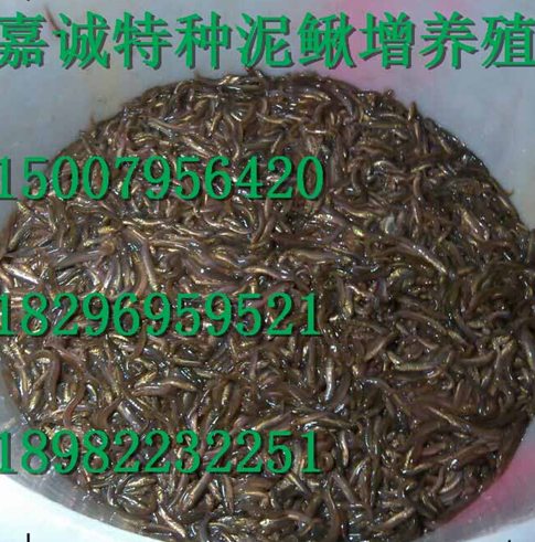 泥鰍養(yǎng)殖圖片/泥鰍養(yǎng)殖樣板圖 (1)