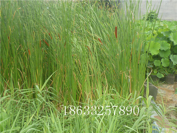 種植香蒲18633257890圖片/種植香蒲18633257890樣板圖 (1)