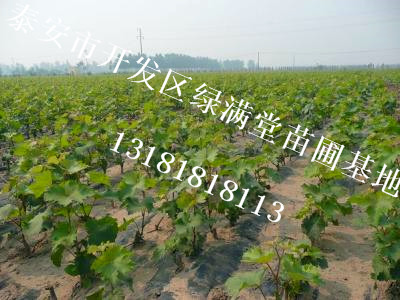 葡萄苗介紹- 陽(yáng)光玫瑰葡萄苗批發(fā)-百度知道