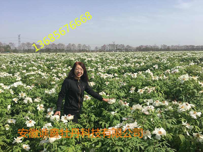 牡丹圖片/牡丹樣板圖 (2)