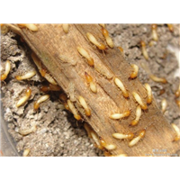 滅白蟻圖片/滅白蟻樣板圖 (2)