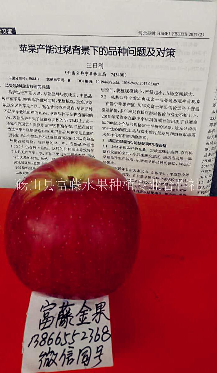 早熟蘋果 早熟蘋果供應(yīng) 早熟蘋果廠家 早熟蘋果價(jià)格