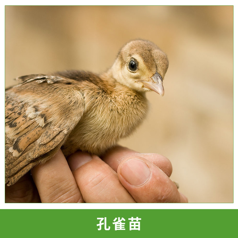 孔雀苗圖片/孔雀苗樣板圖 (1)