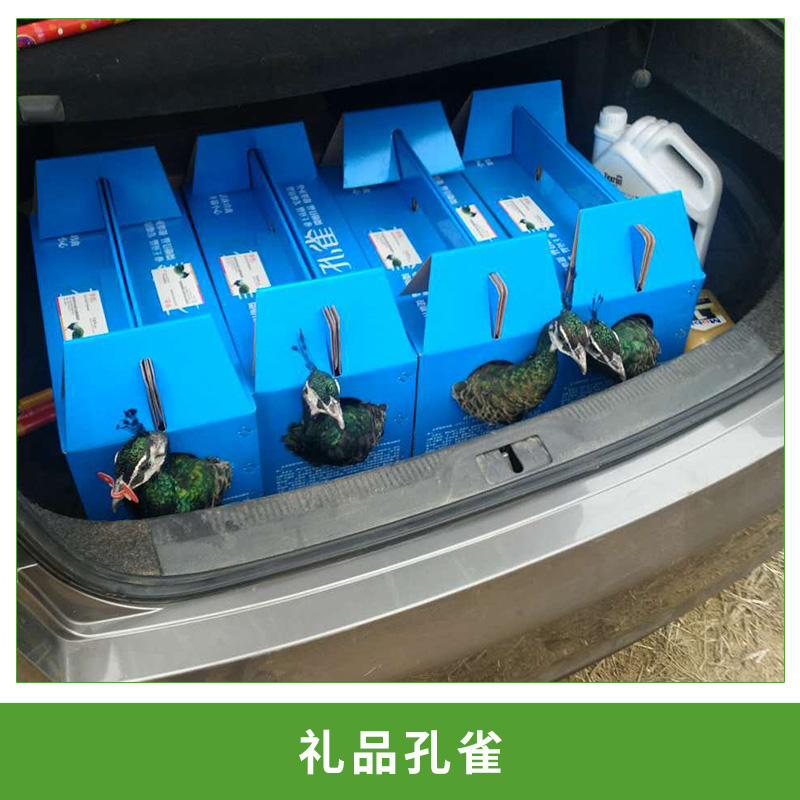 農(nóng)場(chǎng)直銷(xiāo)活體*；禮品*盒，江浙滬地區(qū)免費(fèi)發(fā)貨