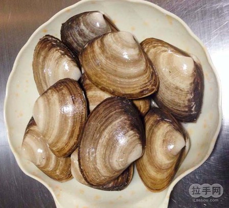 麻刀貝圖片/麻刀貝樣板圖 (3)