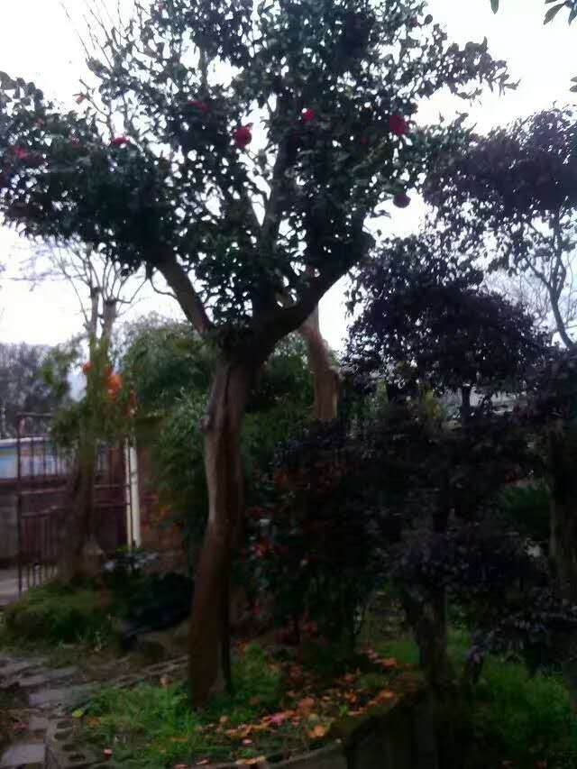 茶花樹圖片/茶花樹樣板圖 (3)