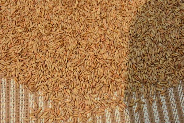 燕麥圖片/燕麥樣板圖 (2)