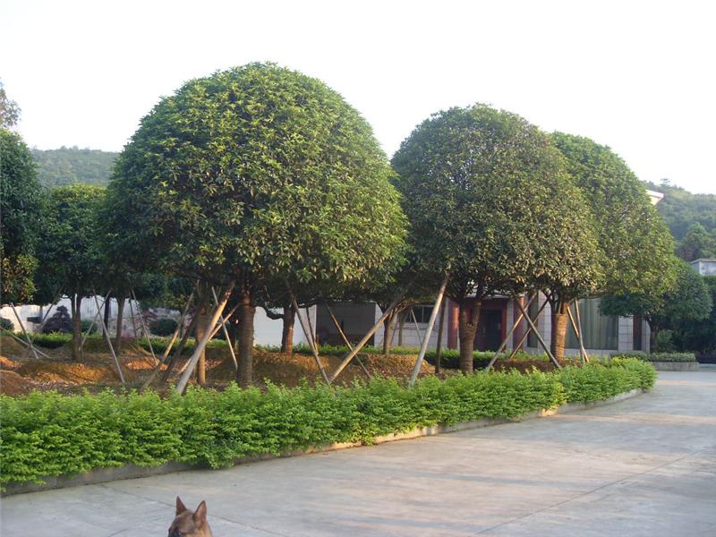 精品桂花圖片/精品桂花樣板圖 (3)