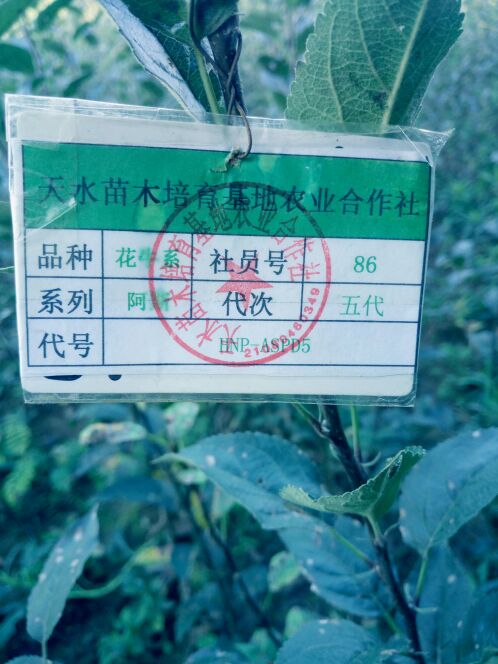 品種苗木圖片/品種苗木樣板圖 (2)