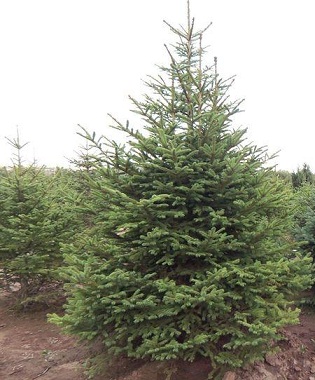 云杉圖片/云杉樣板圖 (4)