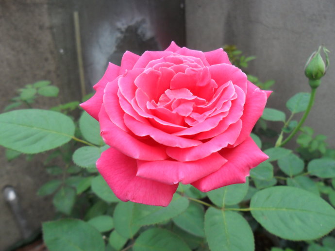 月季圖片/月季樣板圖 (4)