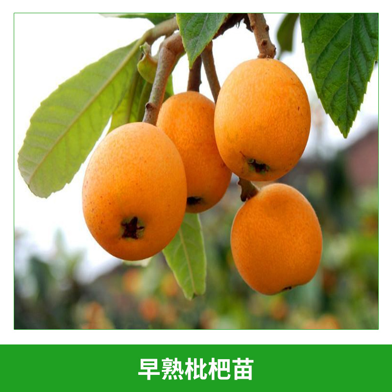 枇杷苗圖片/枇杷苗樣板圖 (2)